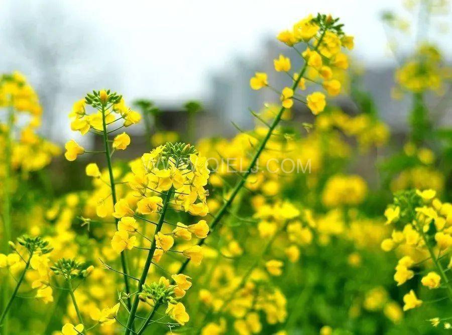 西藏企鵝糧油機械設備案例之墨竹工卡縣小油菜榨油廠項目(圖6) 西藏企鵝糧油機械設備案例之墨竹工卡縣小油菜榨油廠項目(圖6)
